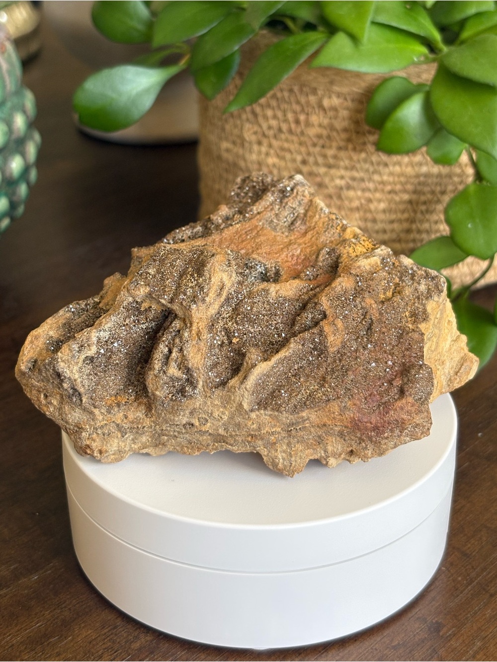 Large Crystallized Petrified Wood - Druzy Brilliant, Alabama Petrified Wood